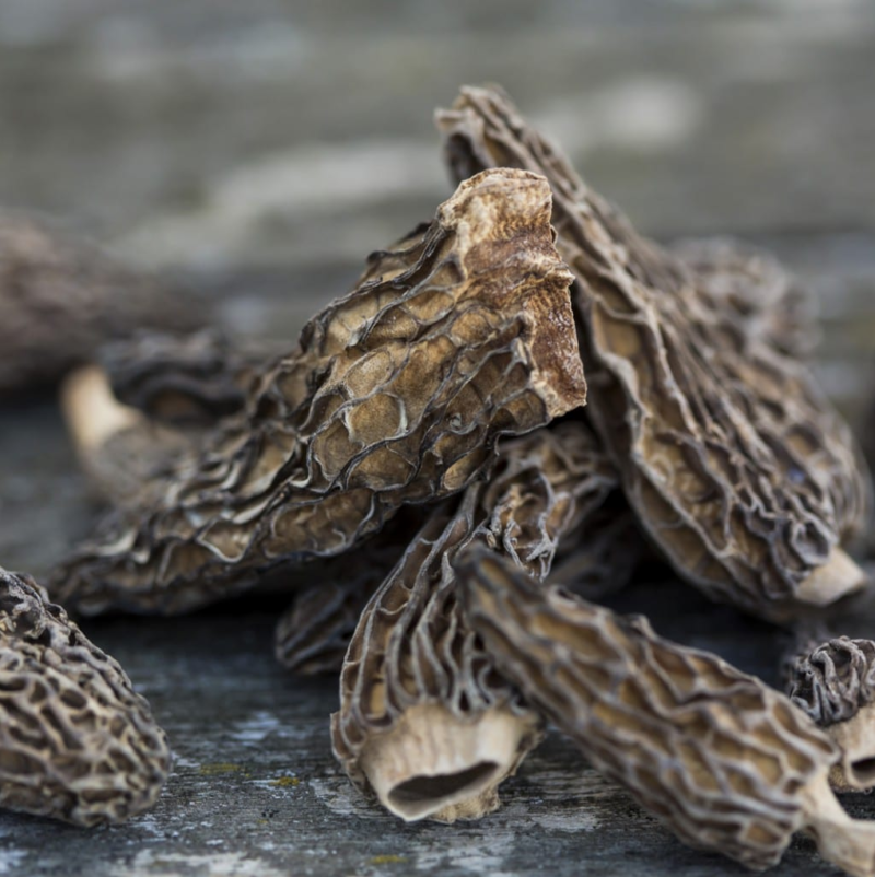 Spitzmorcheln ganz aus Wildsammlung